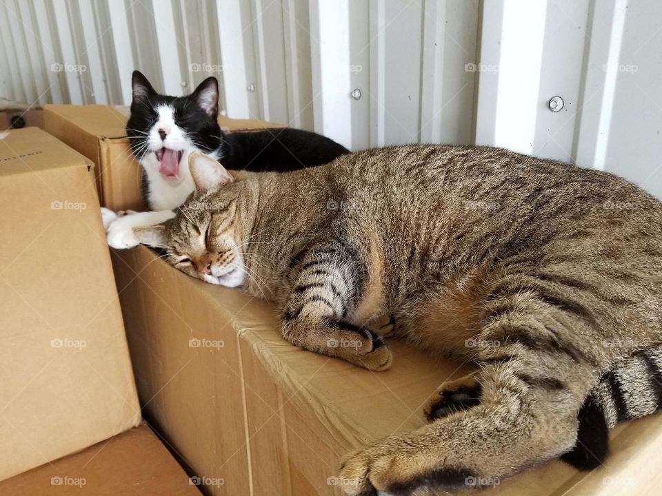 Lazy Cats