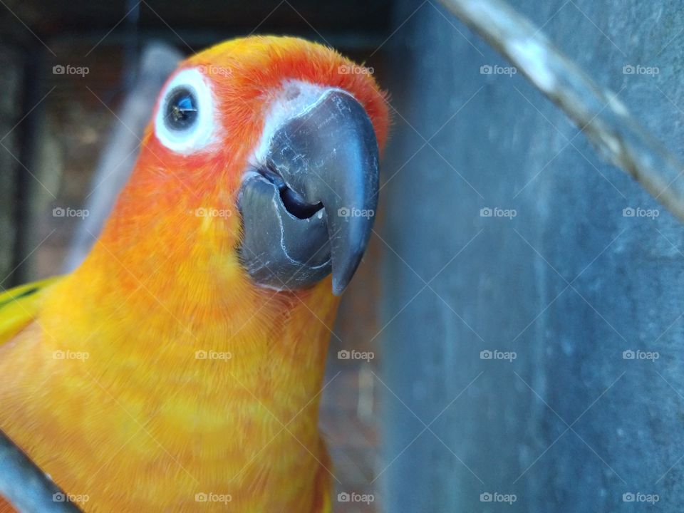 Close up of  beautiful Sun Conure bird in the cage.
