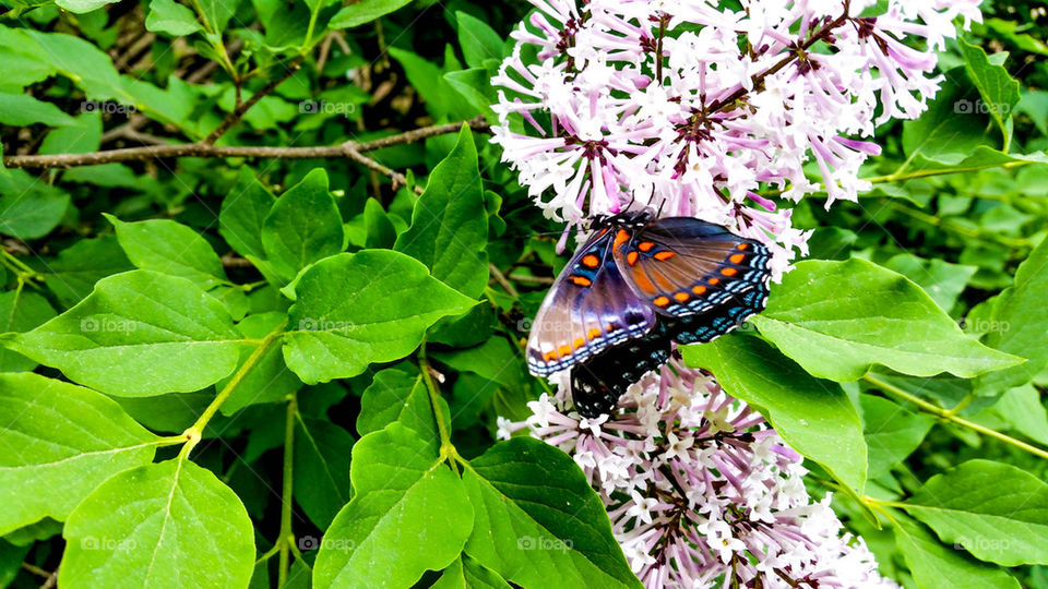 butterfly on lylacs