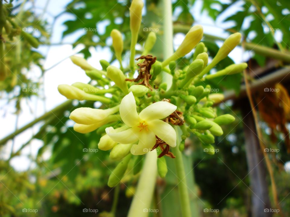 papaya flower