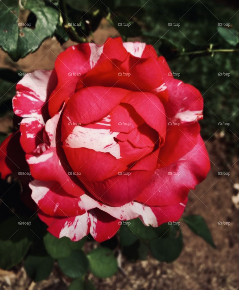 🌹 🇺🇸 Very beautiful flowers to brighten our day.  Live nature and its beauty. Did you like the delicate petals? / 🇧🇷 Flores muito bonitas para alegrar nosso dia. Viva a natureza e sua beleza. Gostaram das pétalas delicadas? 