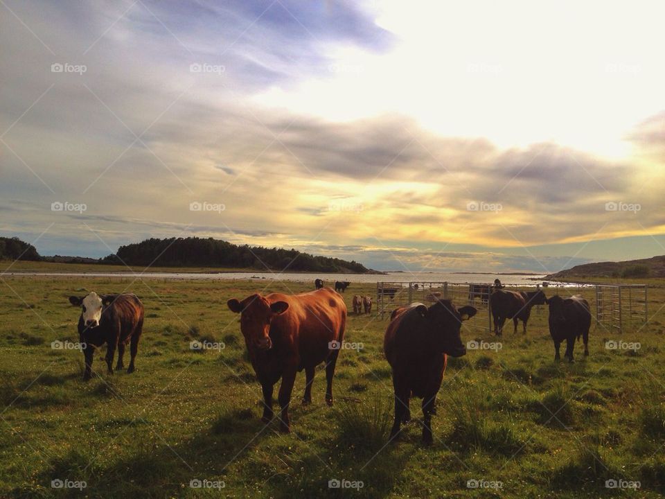 Cows grazing in field