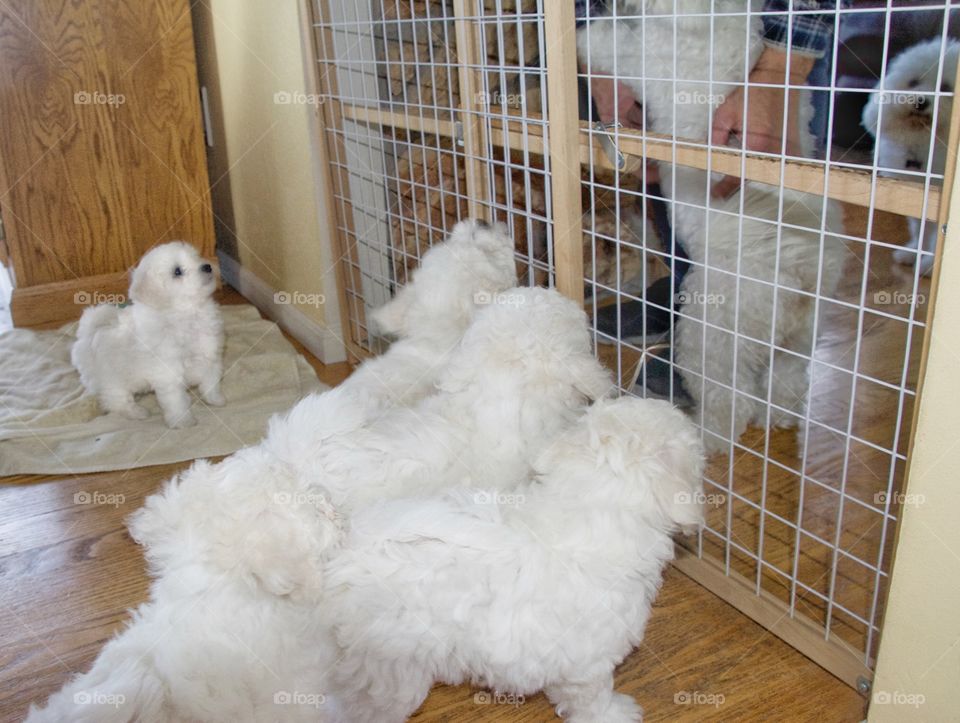 Bichon Frisée puppies