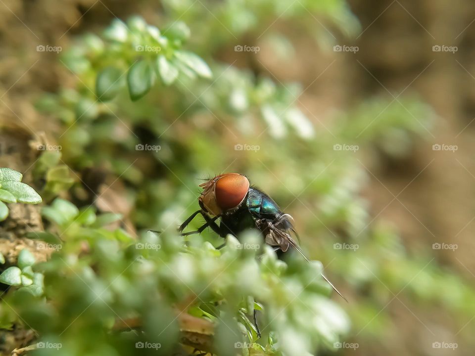 A fly in the grass.