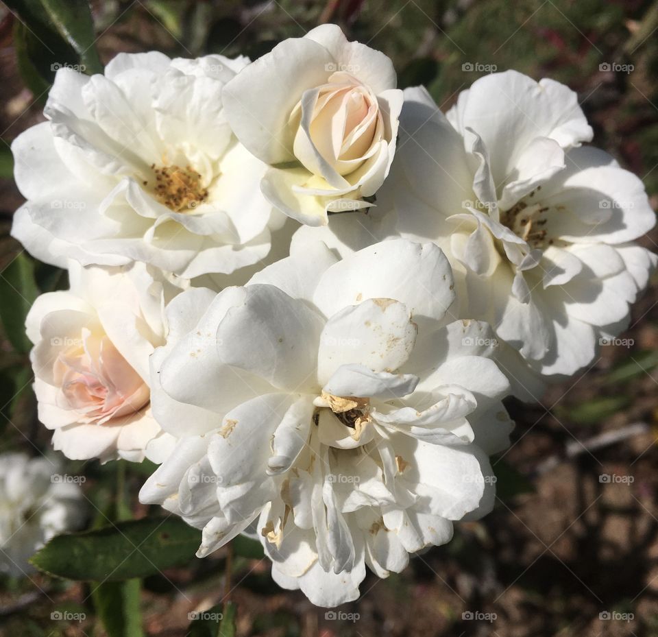 🌼#Flores do nosso #jardim, para alegrar e embelezar nosso dia!
#Jardinagem é nosso #hobby.
🌸 🌹 
#flor #flowers #flower #pétalas #garden #natureza #nature #flora #photography #fotografia 