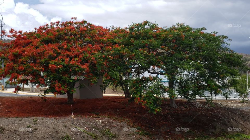 Colorful trees