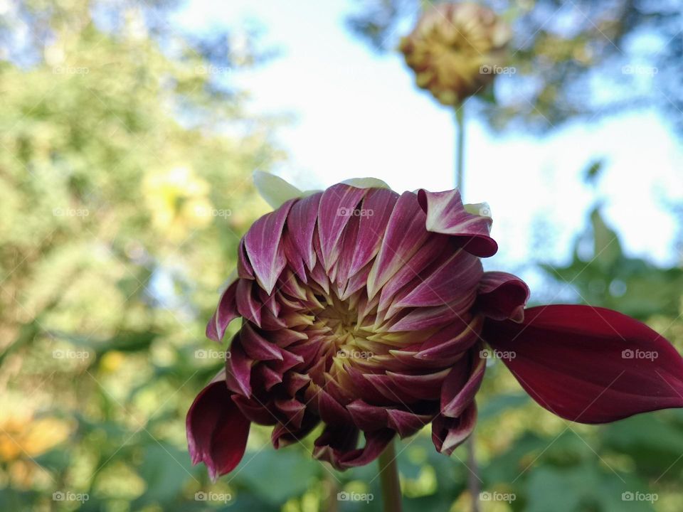 Beautiful Dalia flower in bloom, multiverse