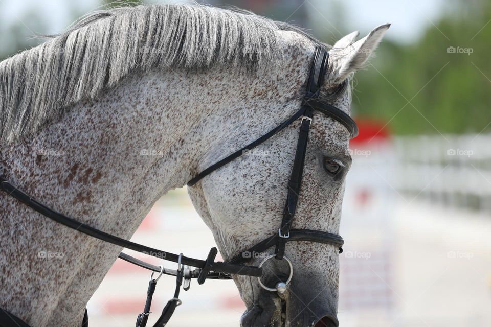 horse portrait close up