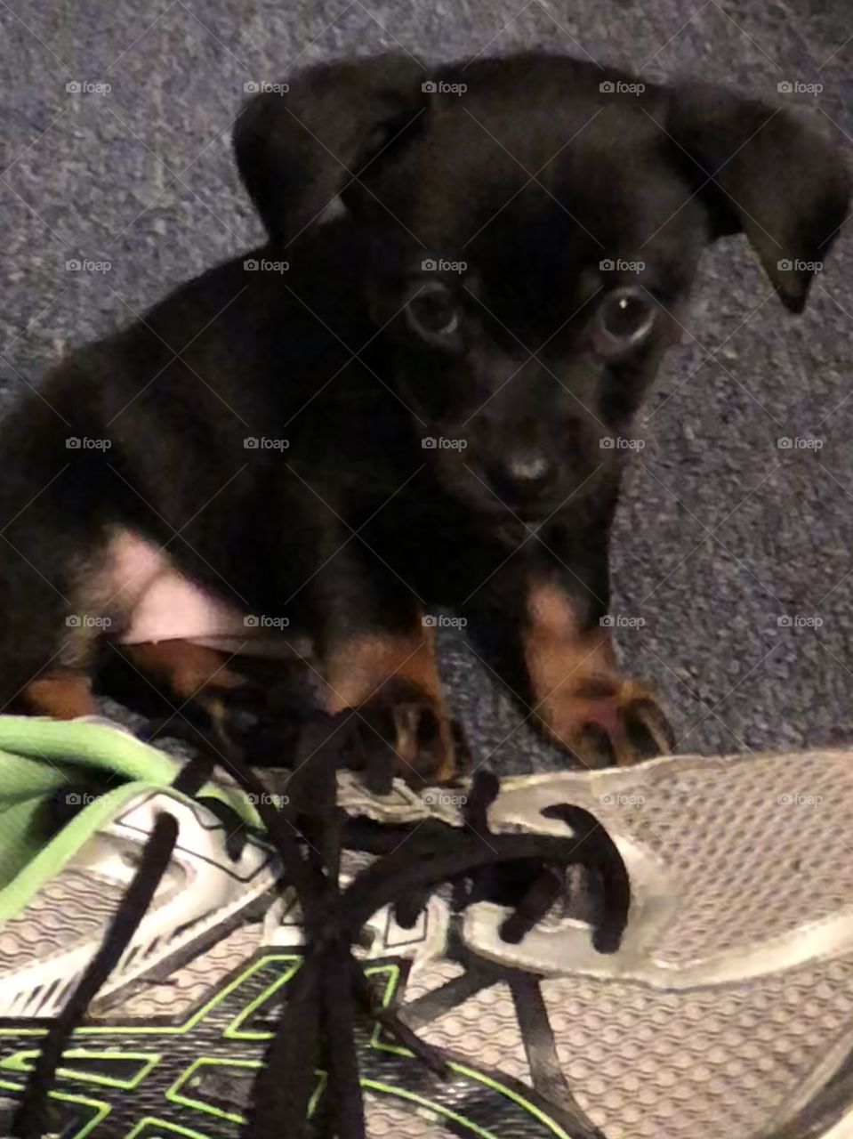 Black puppy chaweenie playing with a shoe