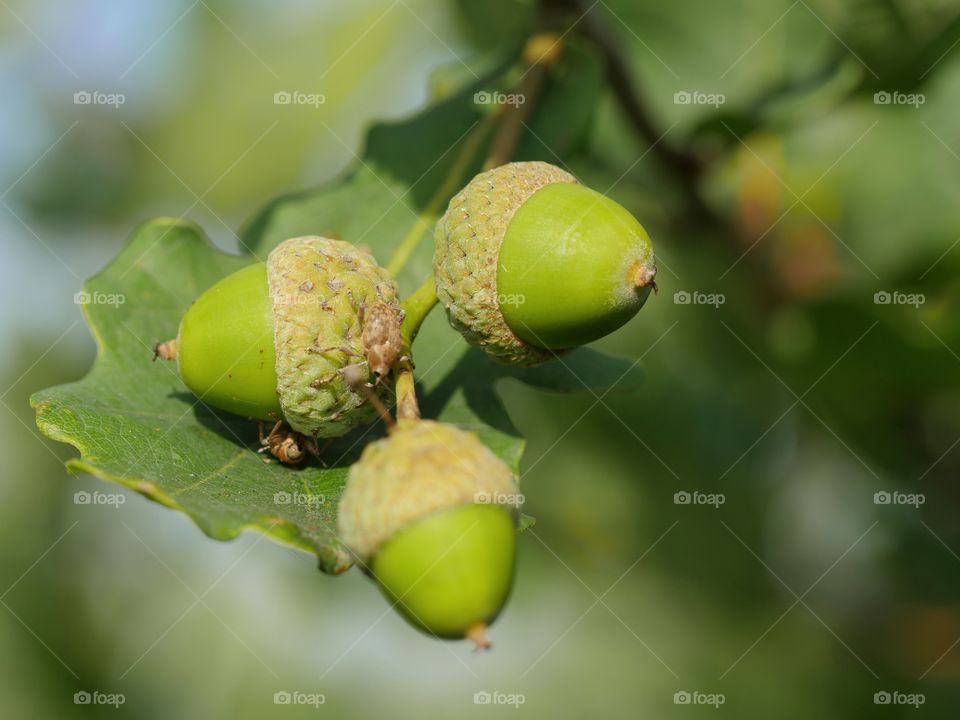 Acorn on tree