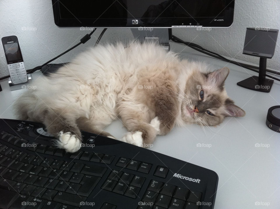 cat keyboard by geekz