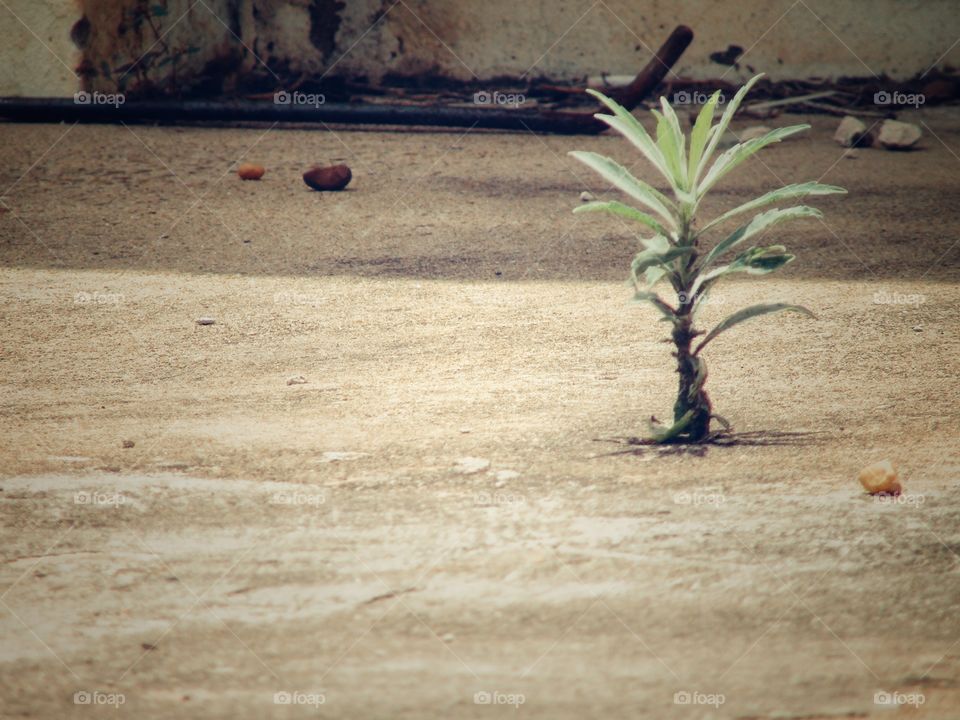 Plant on the Ground