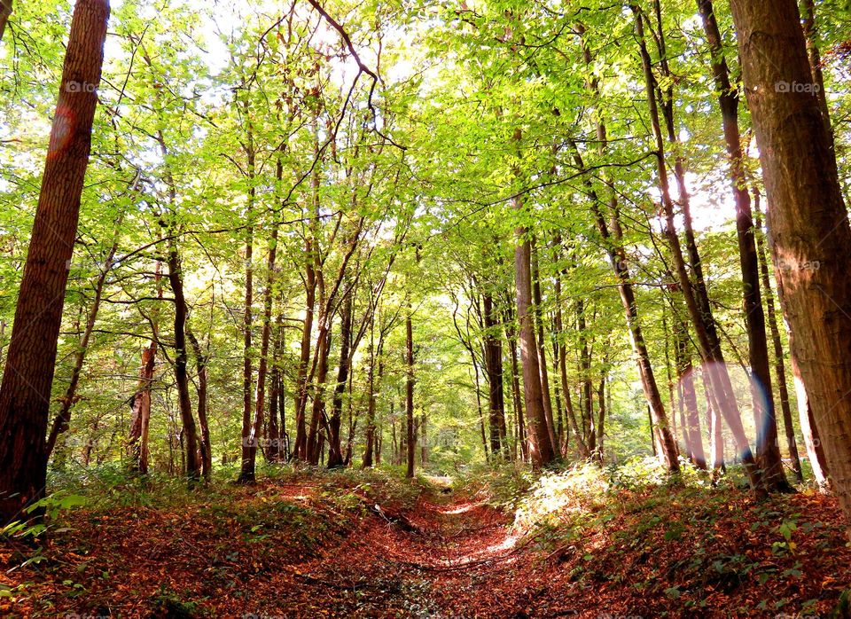 Scenic view of forest in autumn