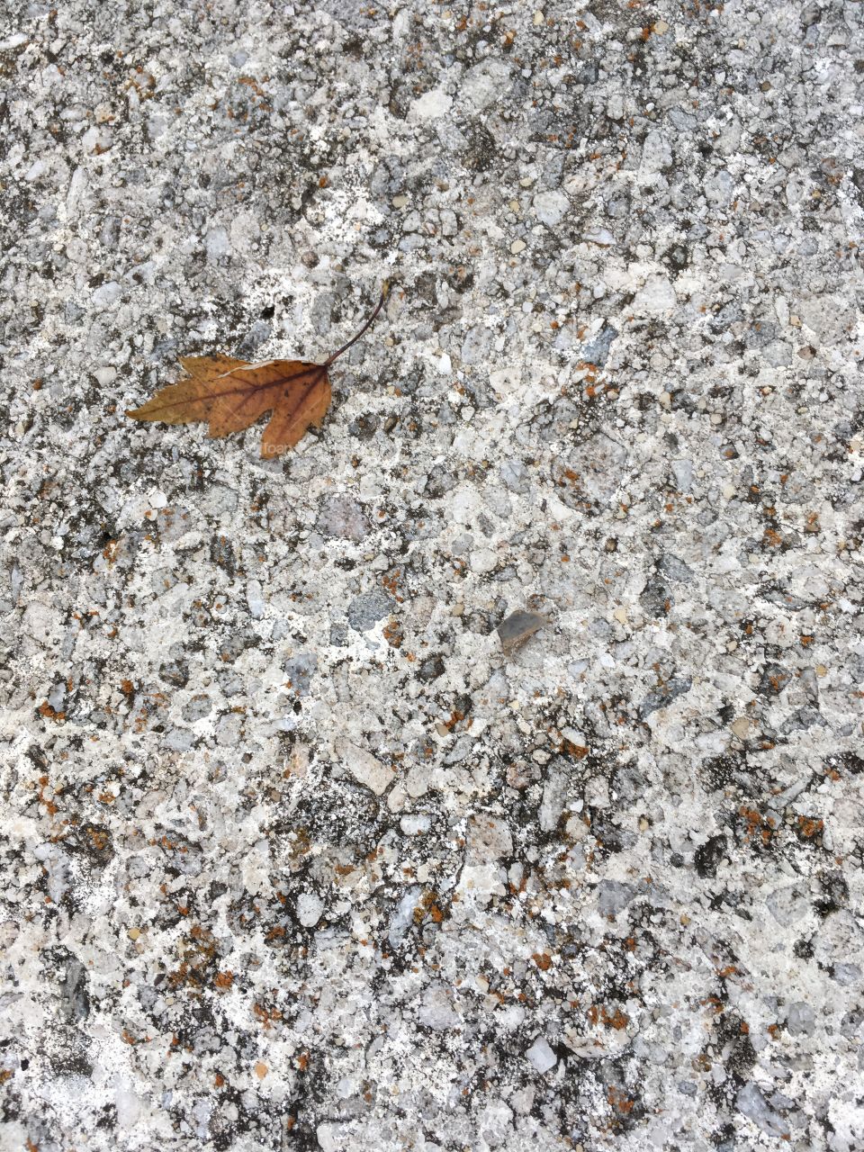 Leaf on a bench on autumn 