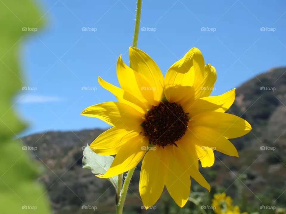 Sunflower