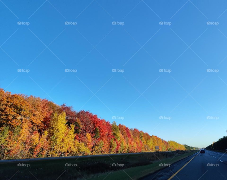 autumn colored road