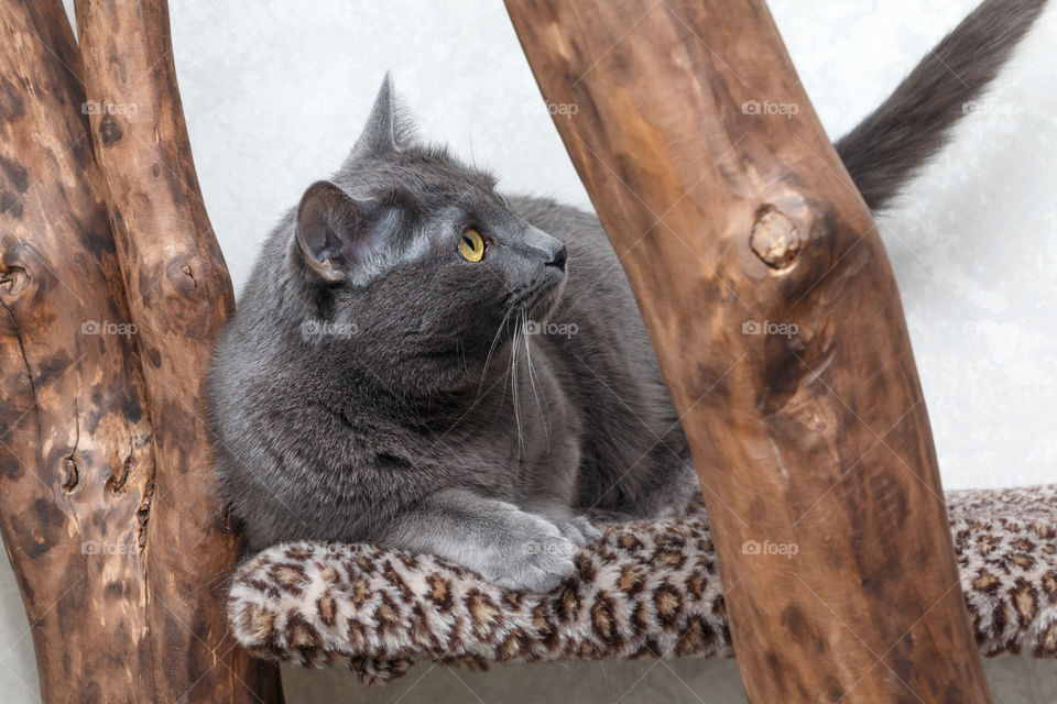 Russian blue cat resting on carpet