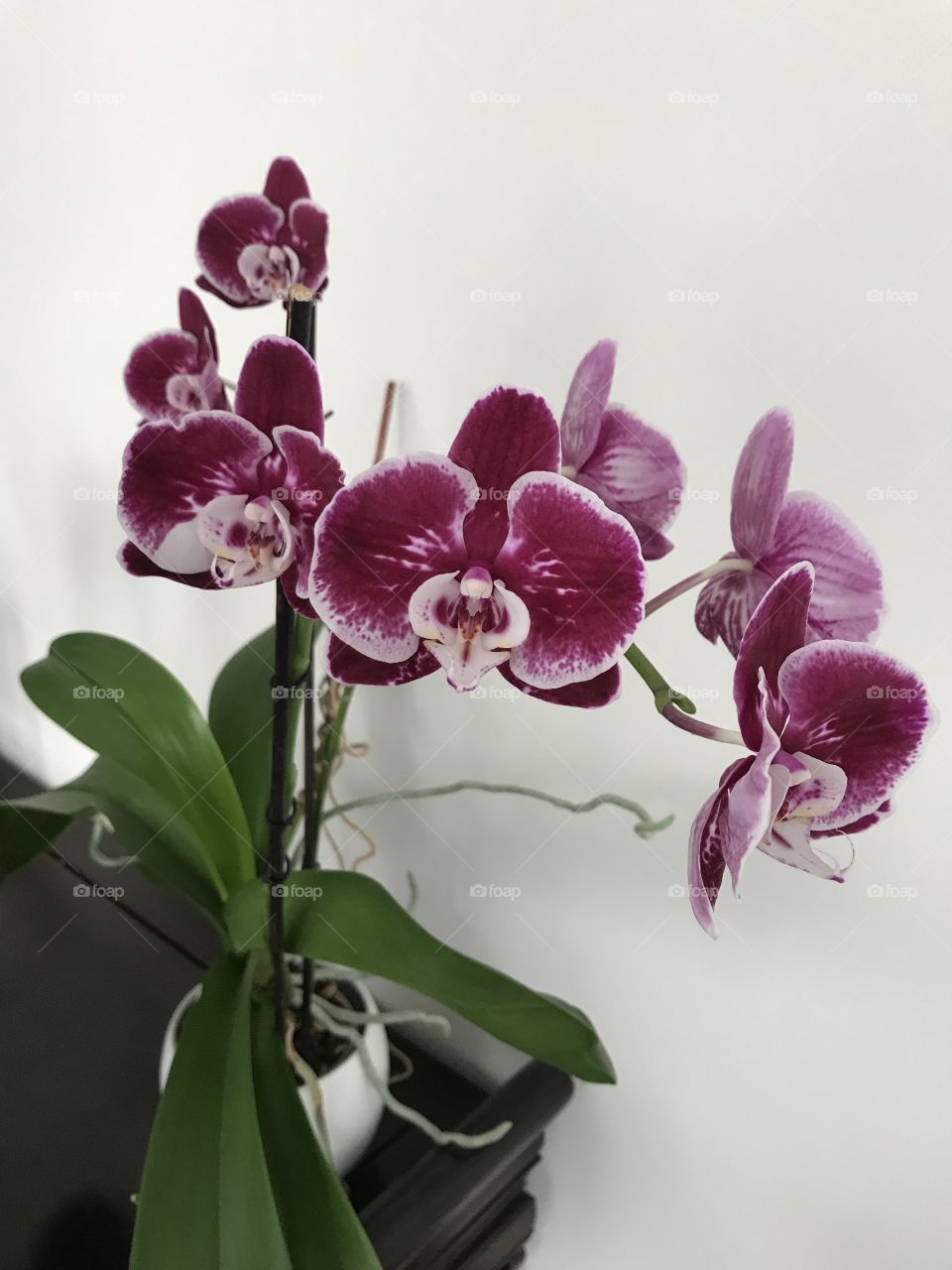 My blooming orchids 