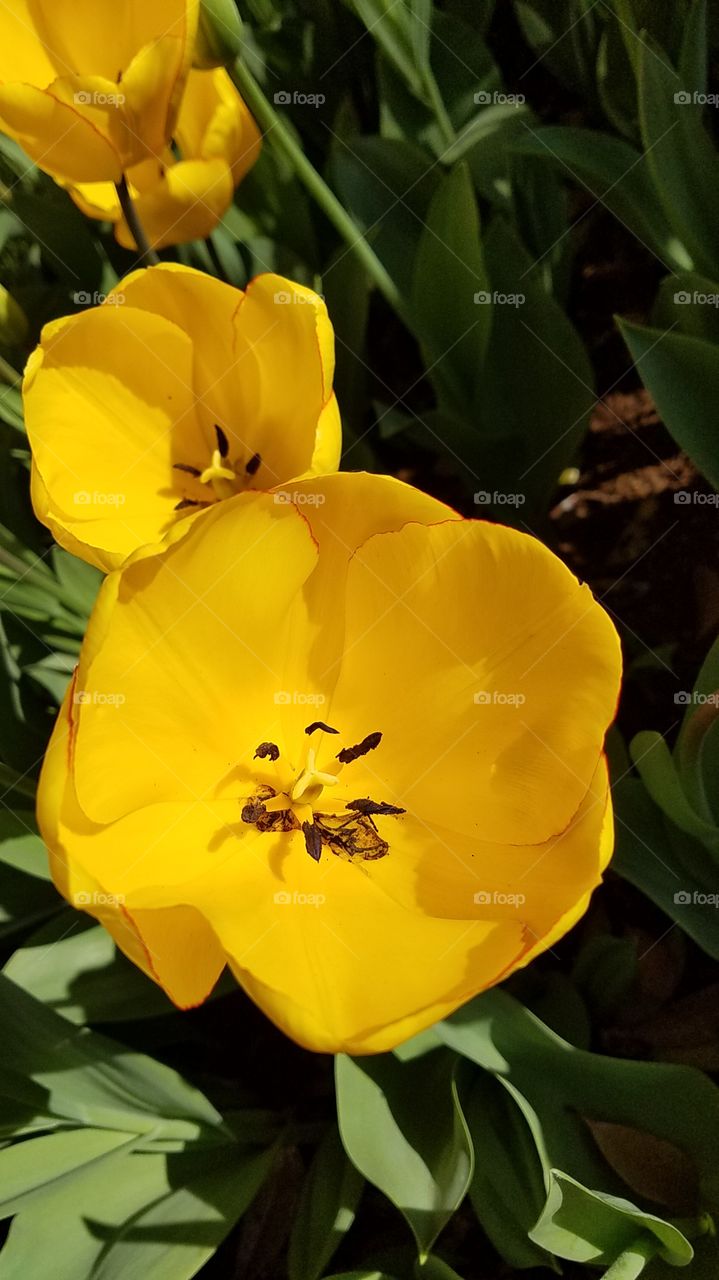 inside yellow tulip