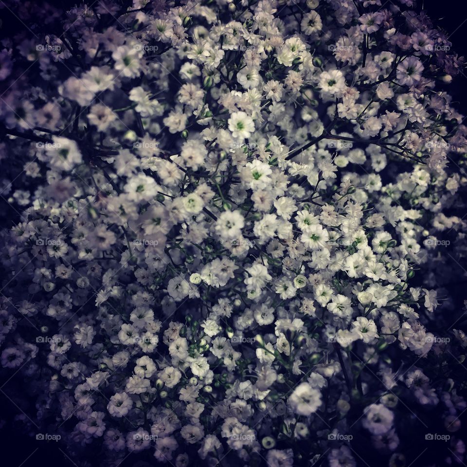 A bunch of baby breath flowers