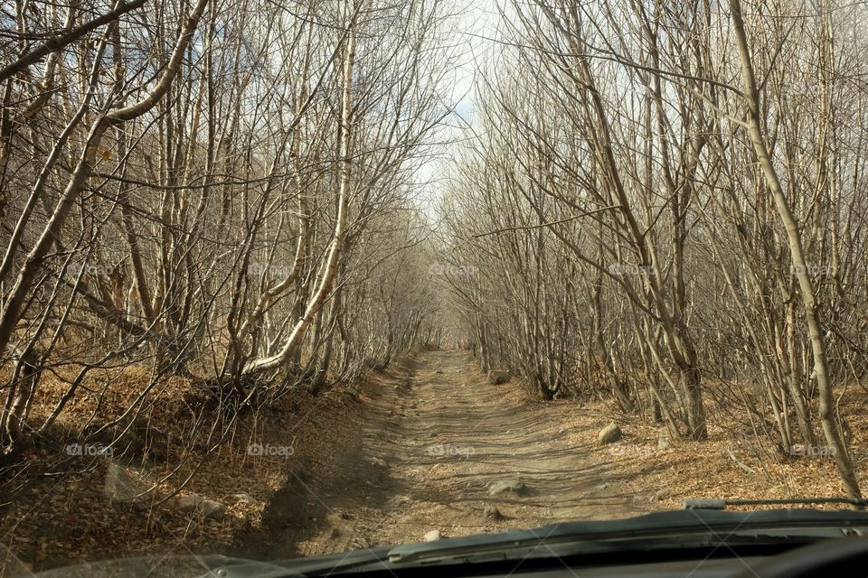Tree, Landscape, Wood, Winter, No Person