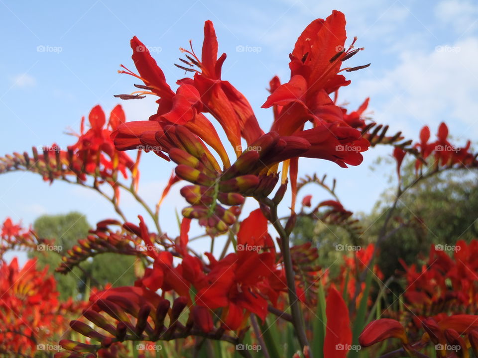 The vibrant crocosmias 