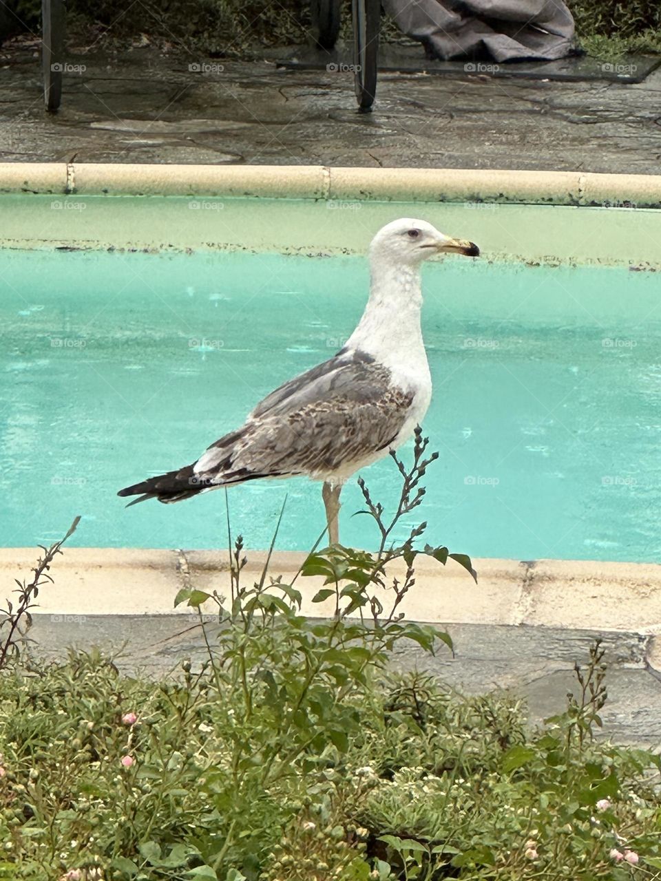 Gabbiano in piscina