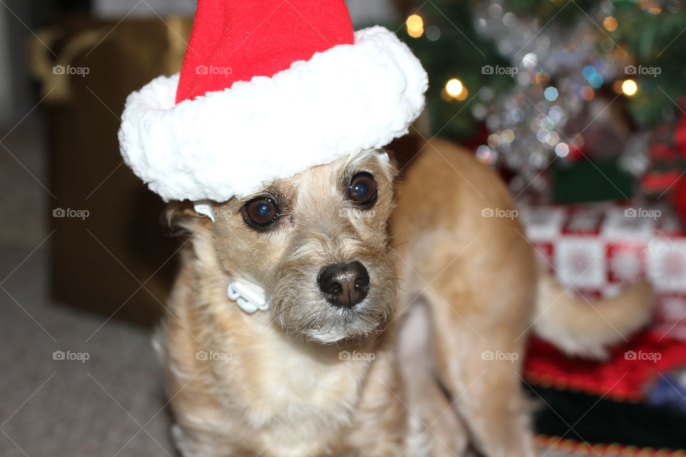 Santa Dog