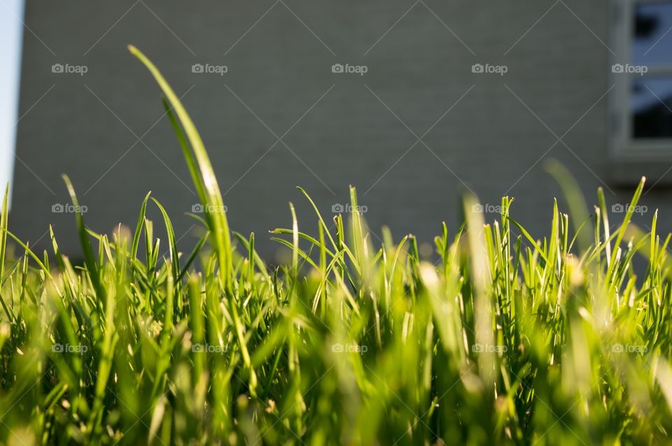 Grass 