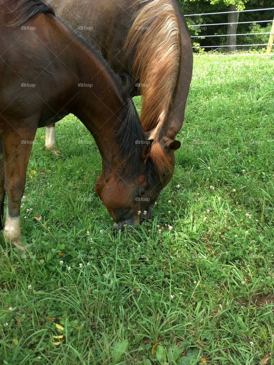 mare and son grazing