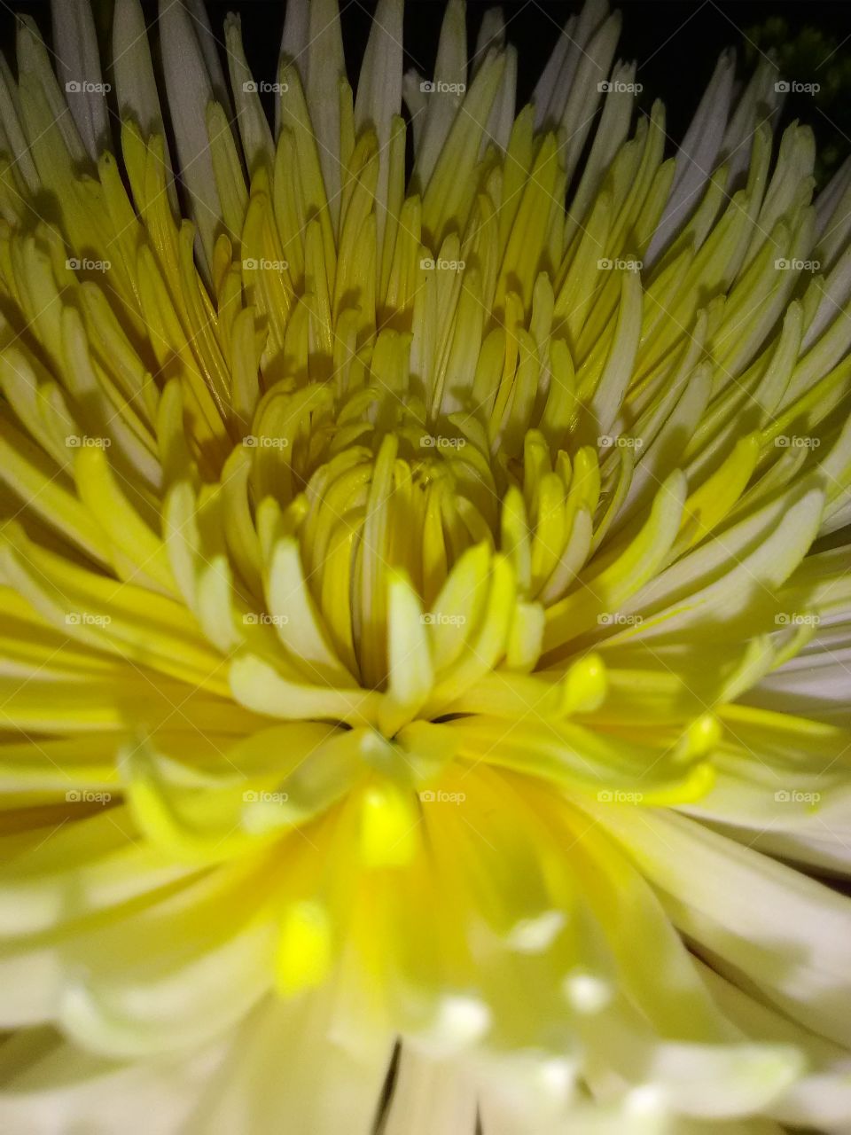 yellow flower closeup