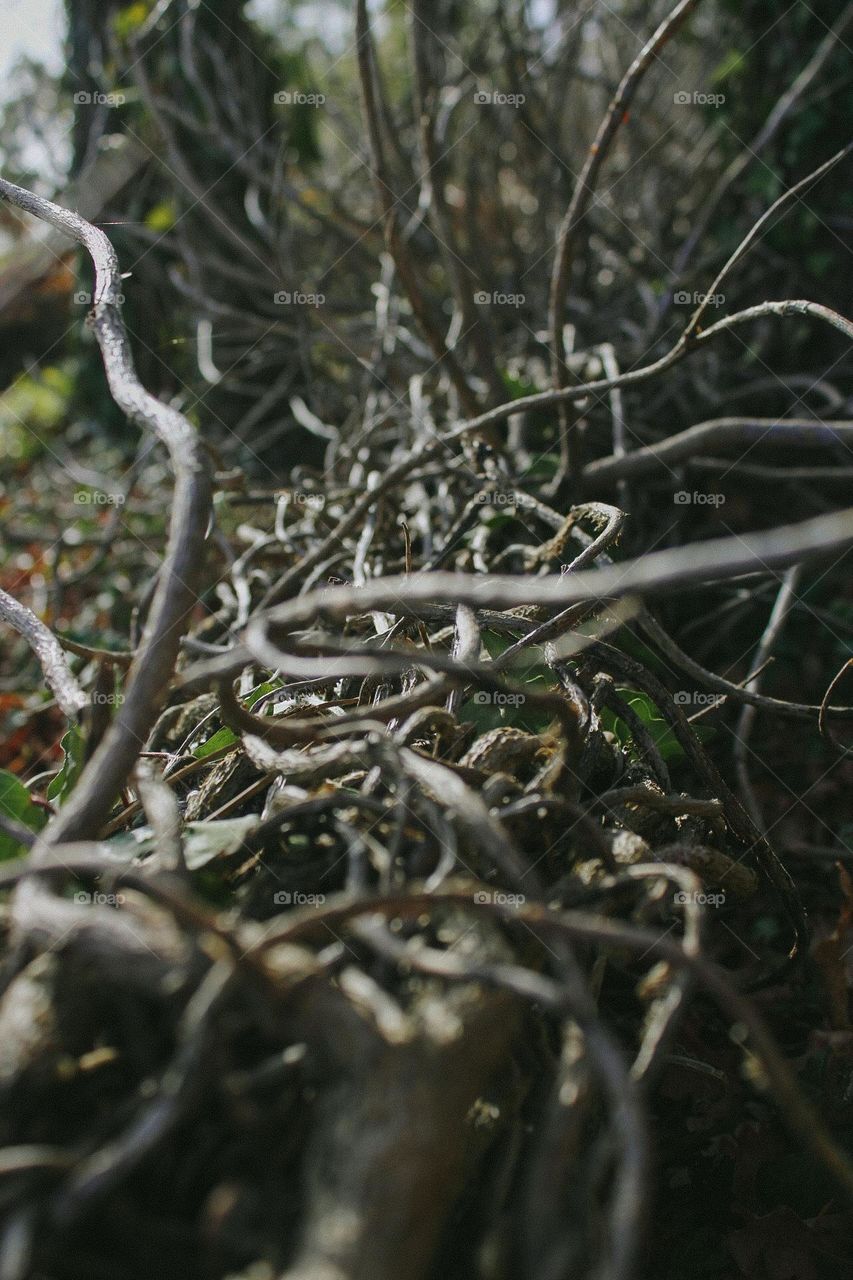 tangled branches