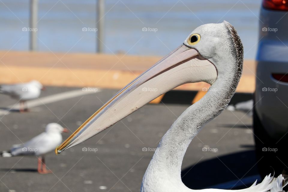 Side profile head and neck shot of large pelican on land by ocean with gulls also in background 