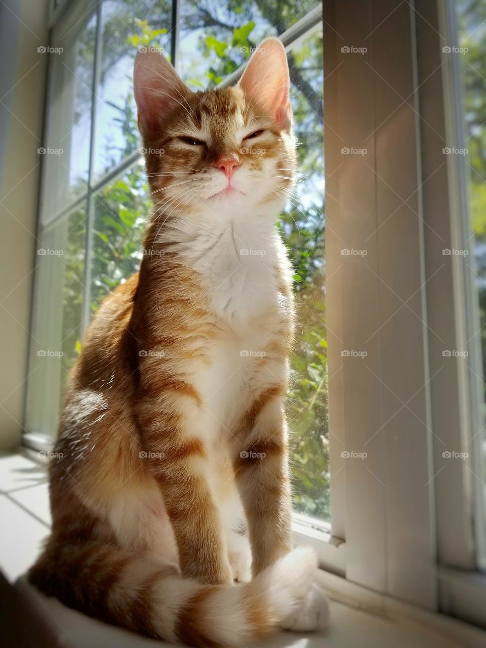 Lilly Our Tabby Kitten Sitting in the Window with a Smile on Her Face