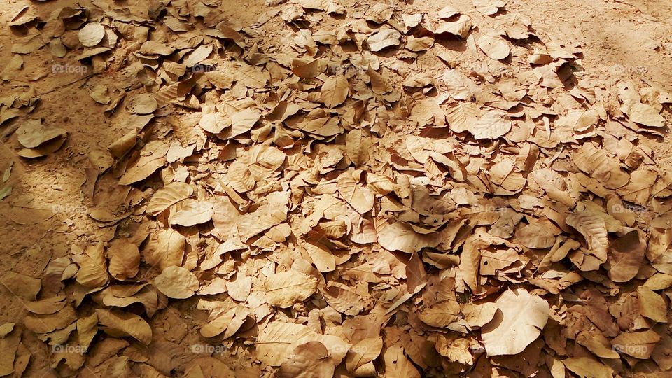 Leaves are fallen from the tree and wrapped with sand