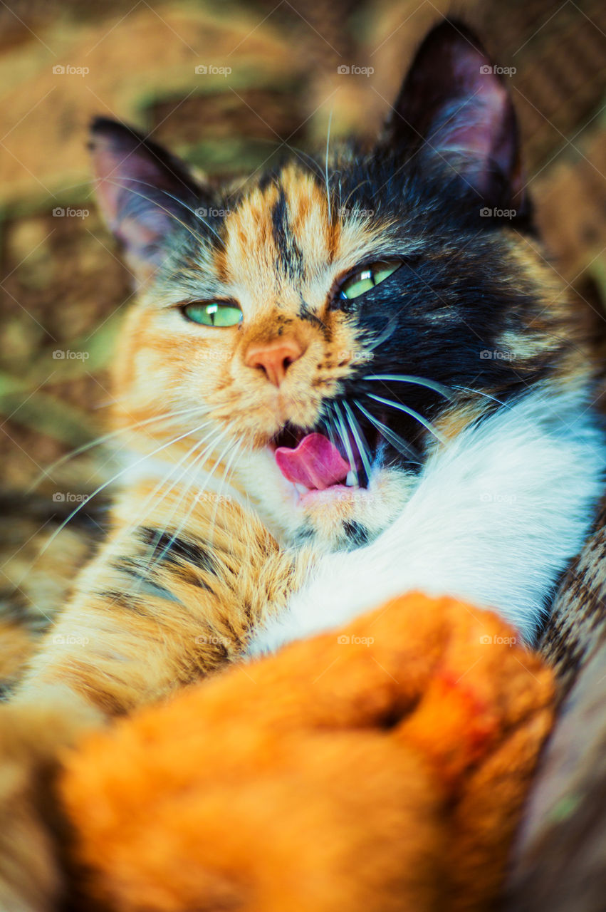 Cat with green eyes yawns at home on the sofa