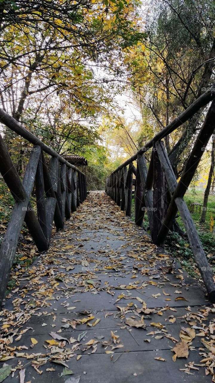 bridge with leaves
