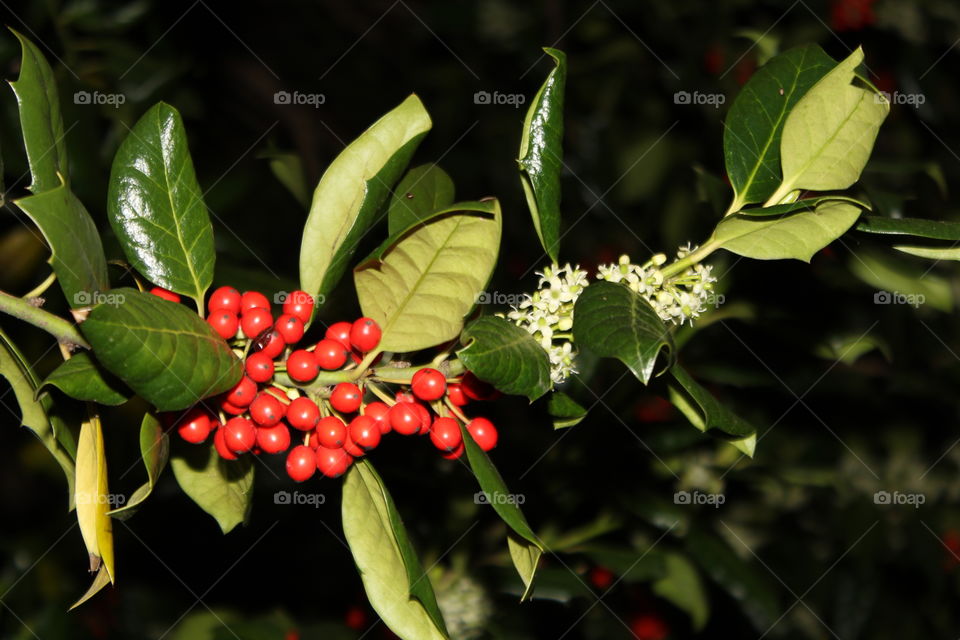 American holly with bright red berries and green/white flowers in April 