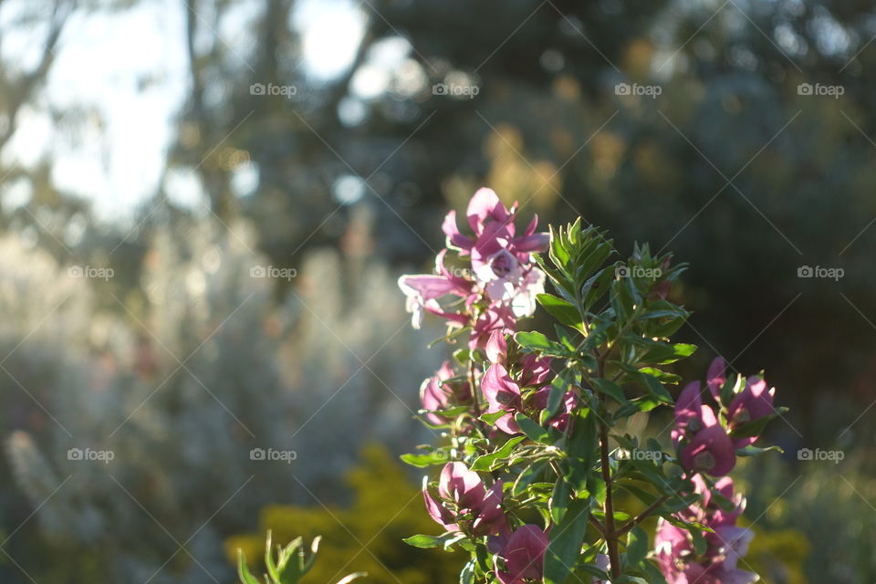 Wildflower called magnificent prostanthera in Kings Park, Perth, Western Australia.