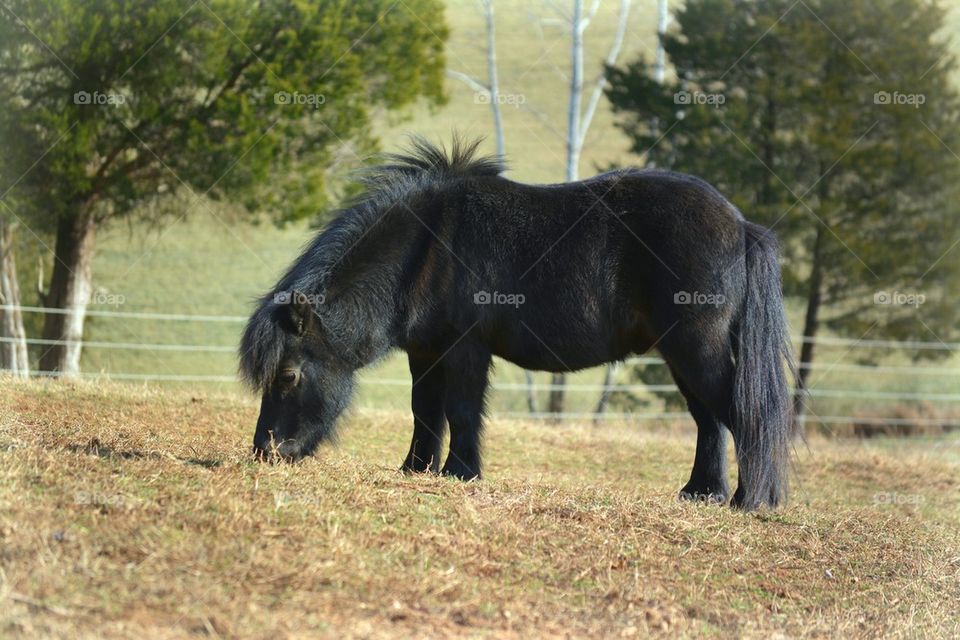 Black Fuzzy Mini Horse