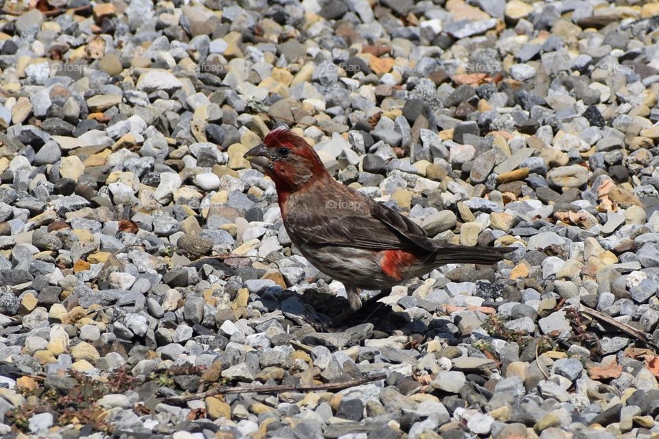 Small bird on Long Beach Island 