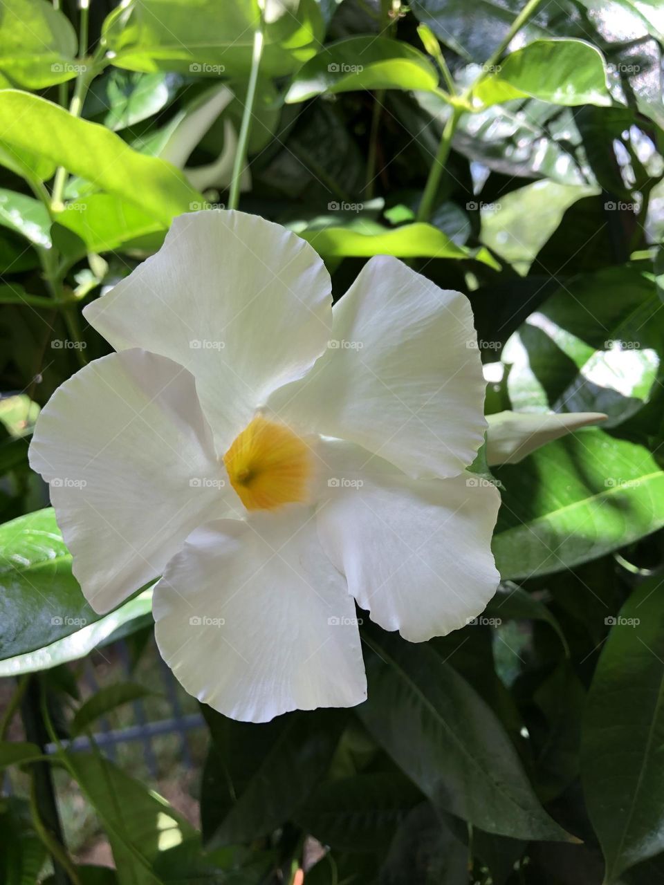 White Mandevilla flowers and buds blooming leaves foliage trellis backyard container patio plants 