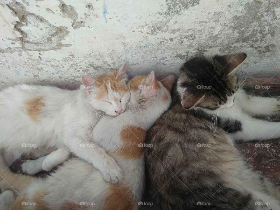 group of cats sleeping together.