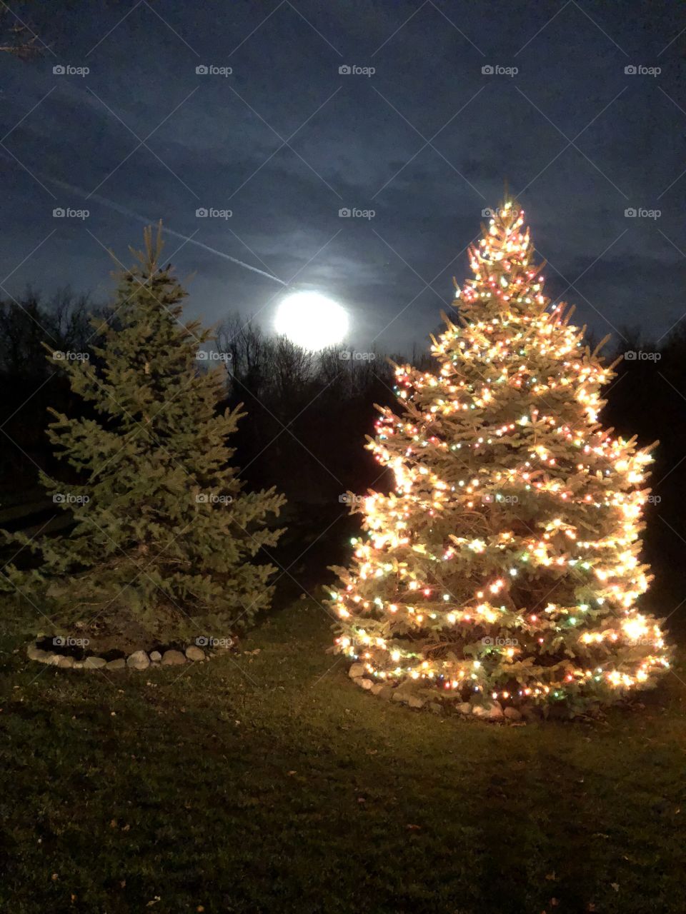 Giant moon Christmas tree 