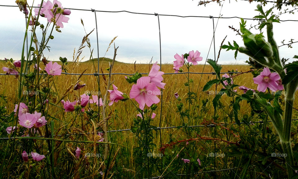 Wild flowers growing against a fence