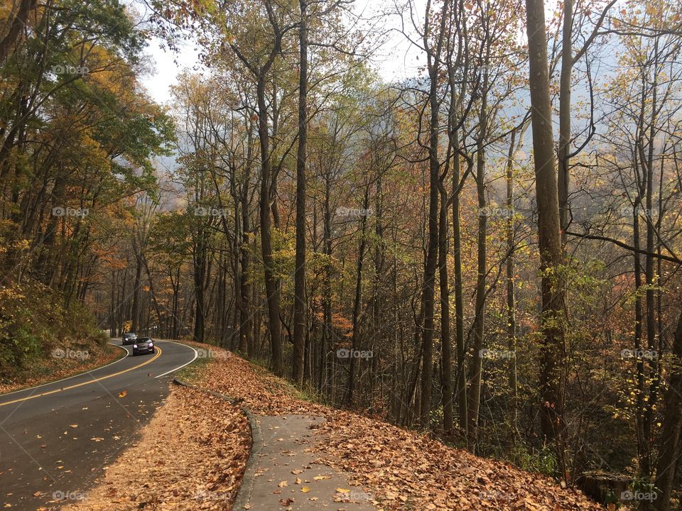 Road, Wood, No Person, Tree, Landscape