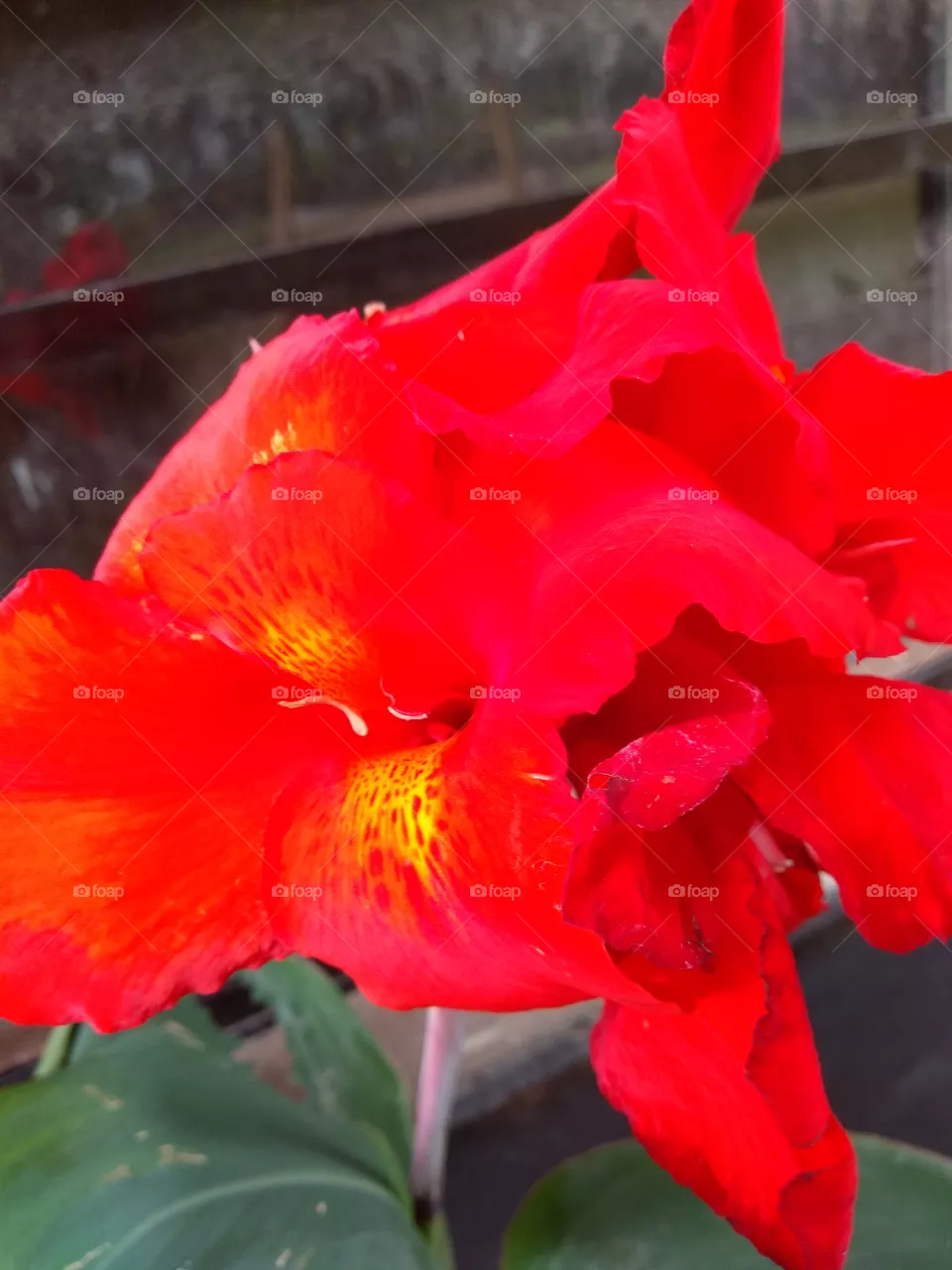 flores