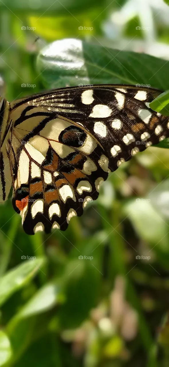 butterfly wing photo