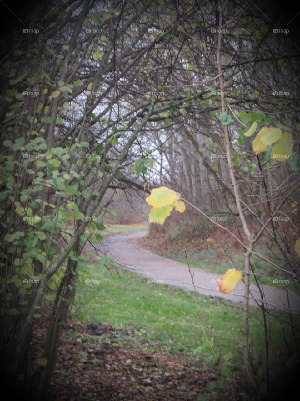 Der schmale Weg  in die Ruhe der Natur