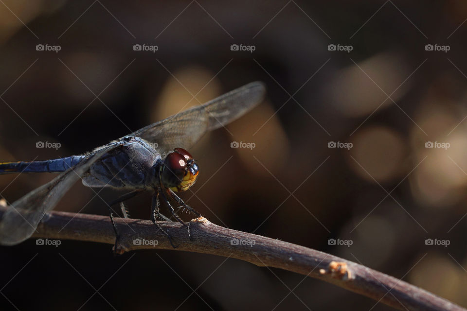 I took this image during mid-day, under bright shine of the sun. Need some adjustment to my camera, but finally I did it. I could get also the reflection of the sunlight on the eyes of the dragonfly.